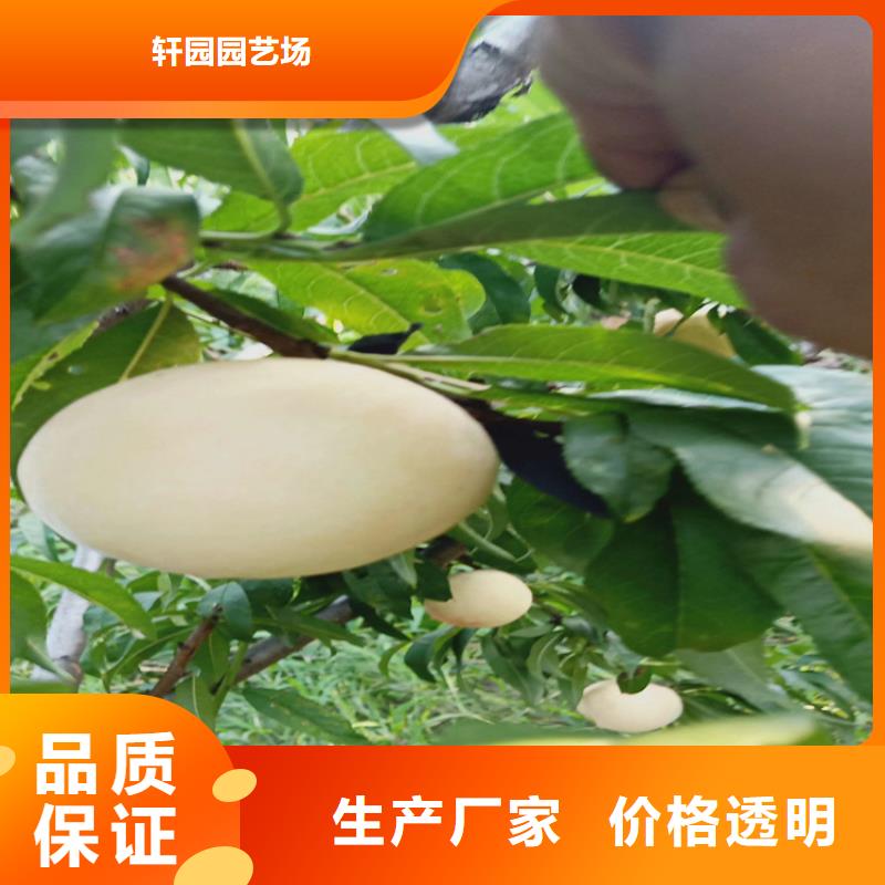 桃,蓝莓苗直销厂家