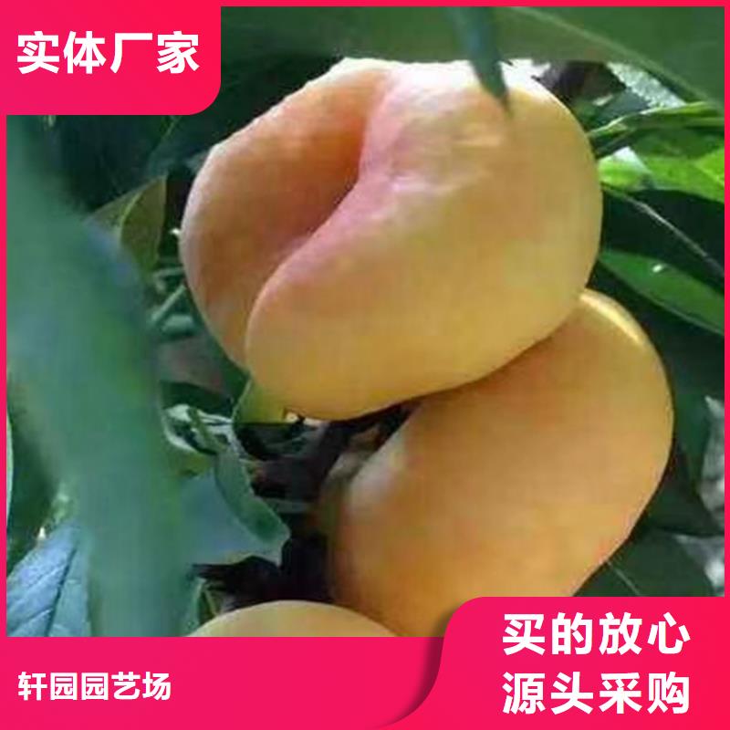 桃,李树苗专注生产N年