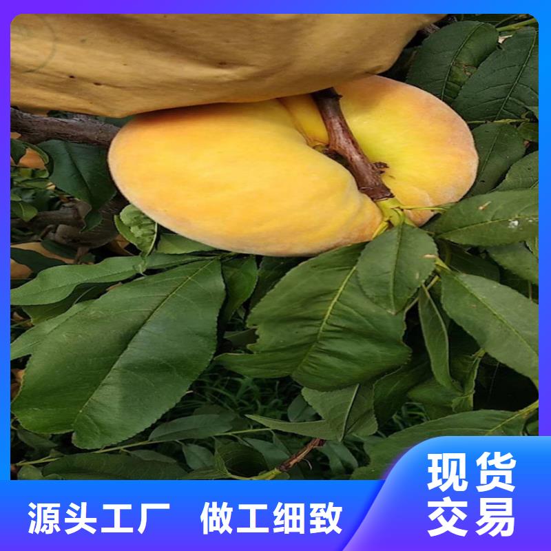 桃蓝莓苗检验发货