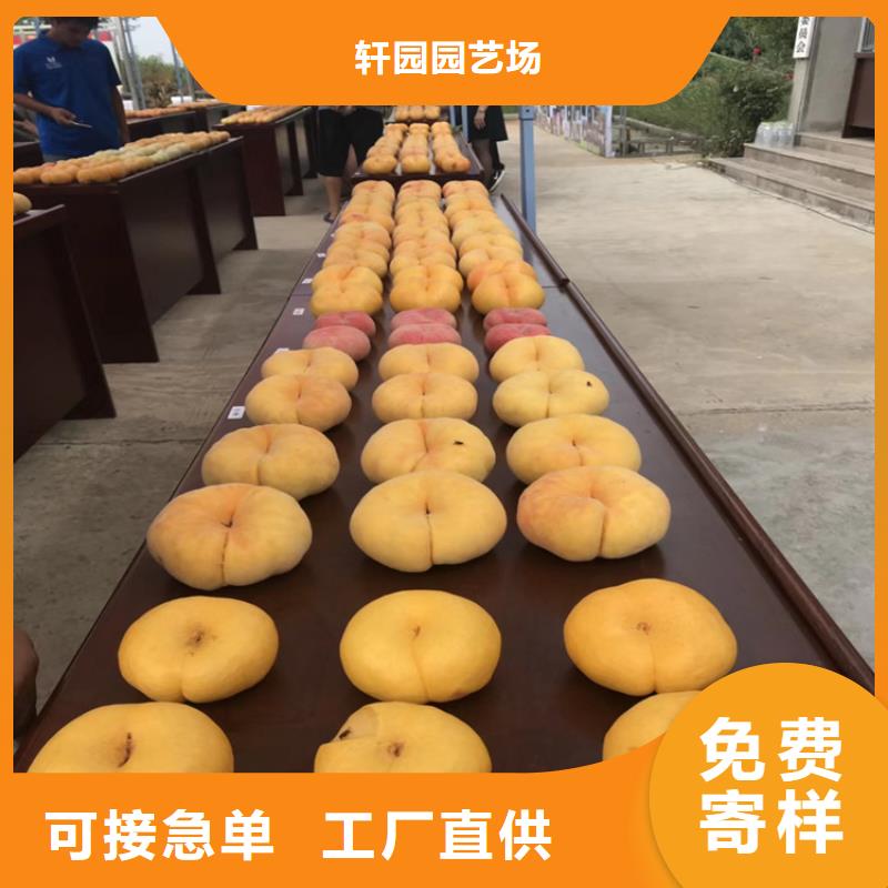 【桃桃树苗主推产品】