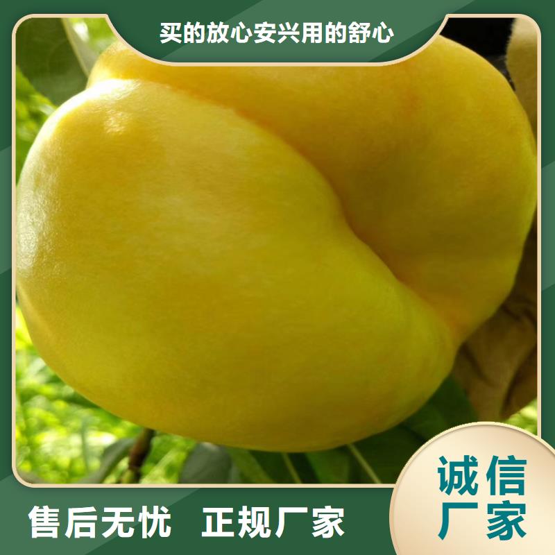 【桃黄瓜苗长期供应】