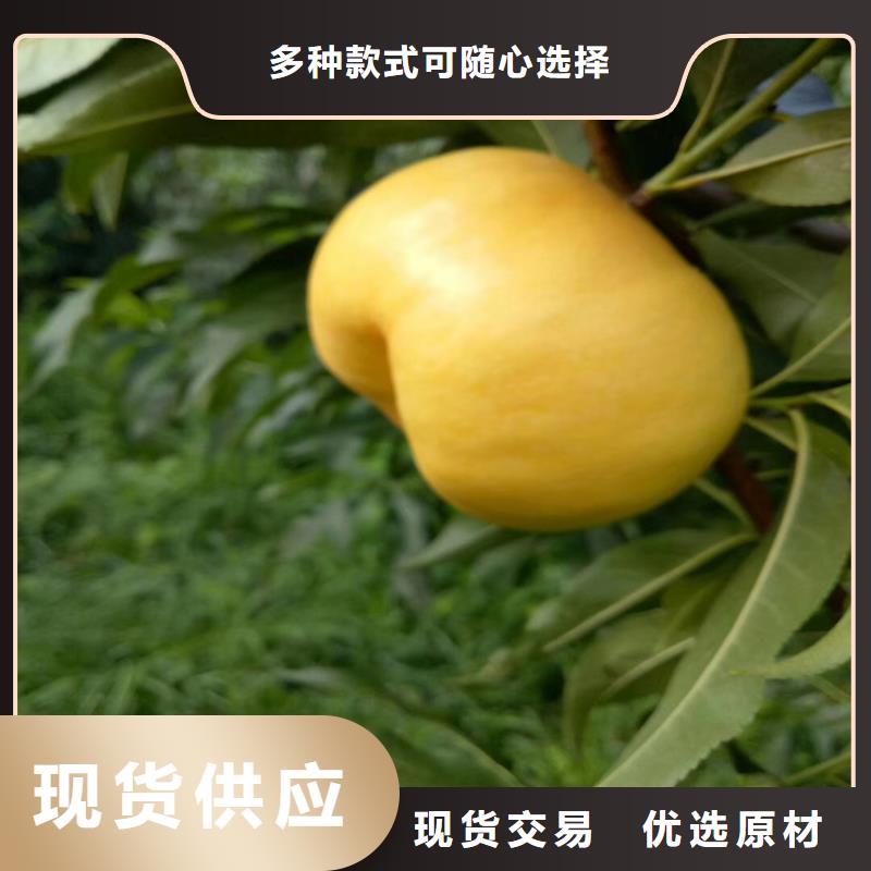 桃樱桃苗一周内发货