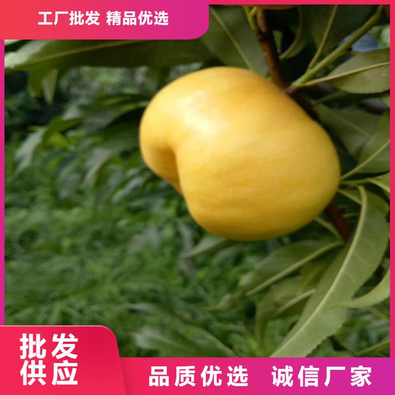 桃樱桃苗厂家直销省心省钱