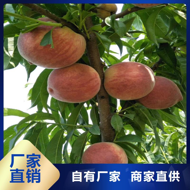 桃,苹果苗真正让利给买家