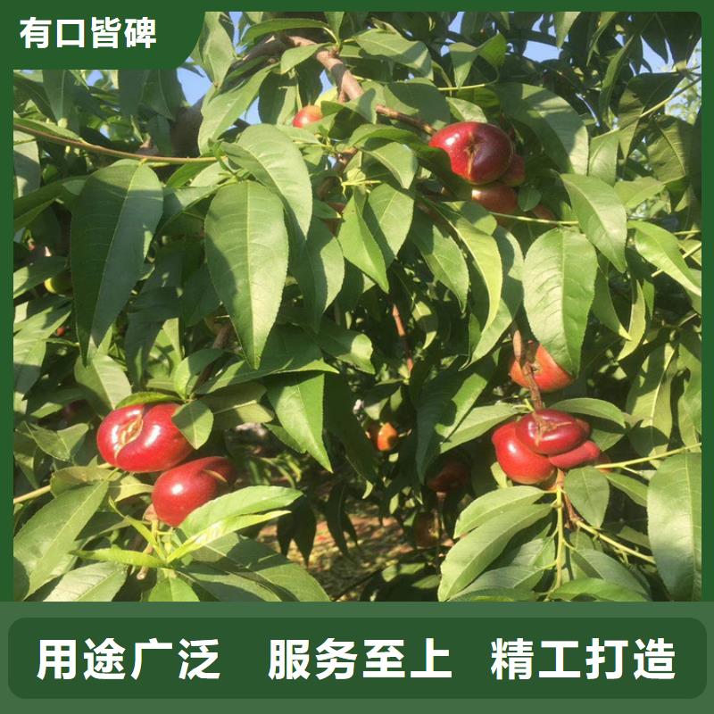 桃樱桃苗厂家直销省心省钱