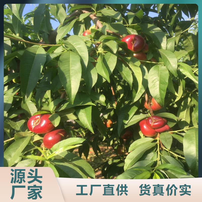 桃西瓜番石榴苗工艺精细质保长久