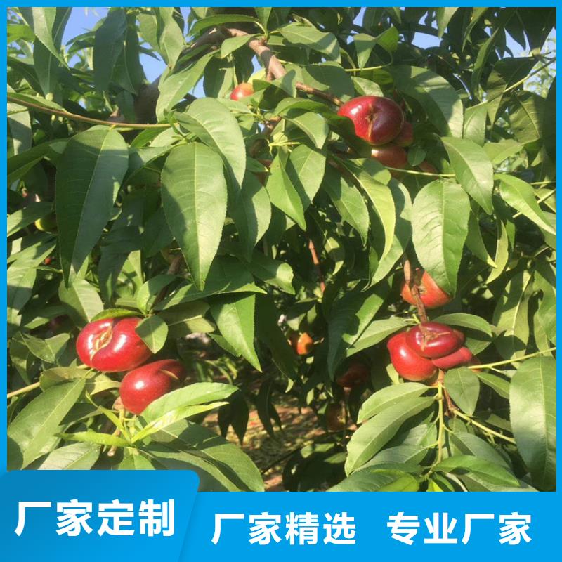 桃樱桃苗一周内发货