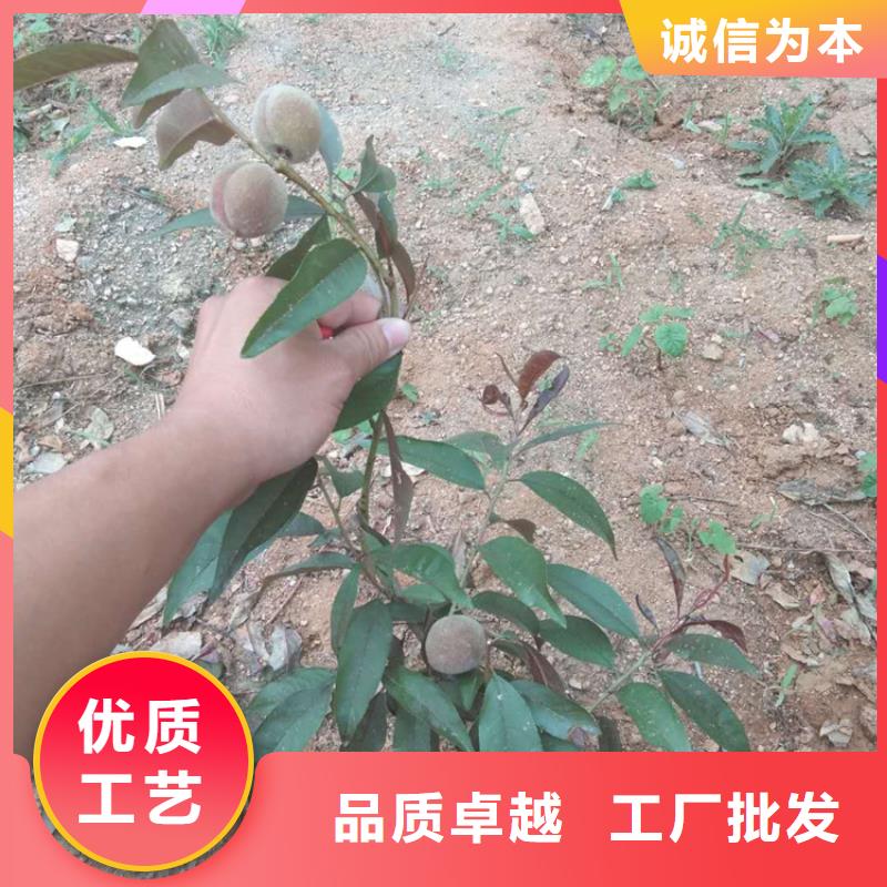 桃桃树苗对质量负责