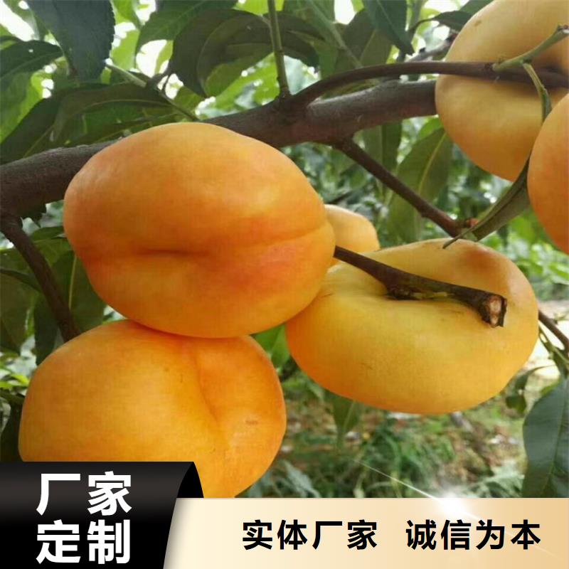 桃,樱桃苗种类齐全