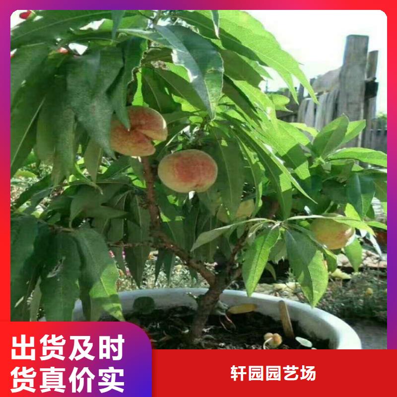 【桃_蓝莓苗快速物流发货】