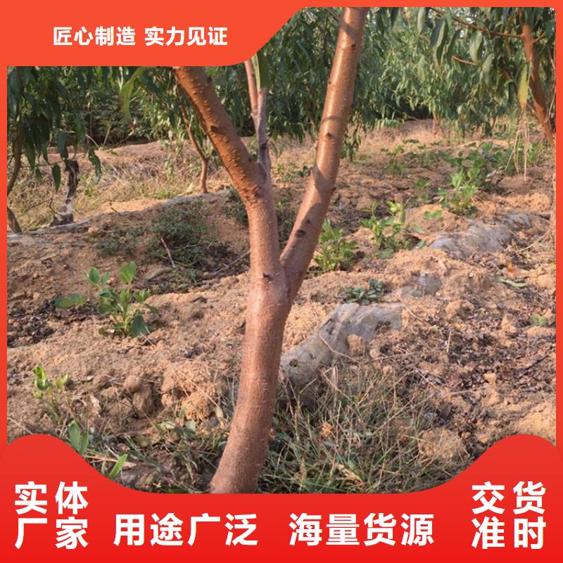 桃,石榴树实力厂商