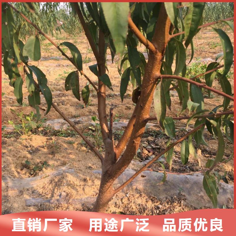 桃,苹果苗真正让利给买家