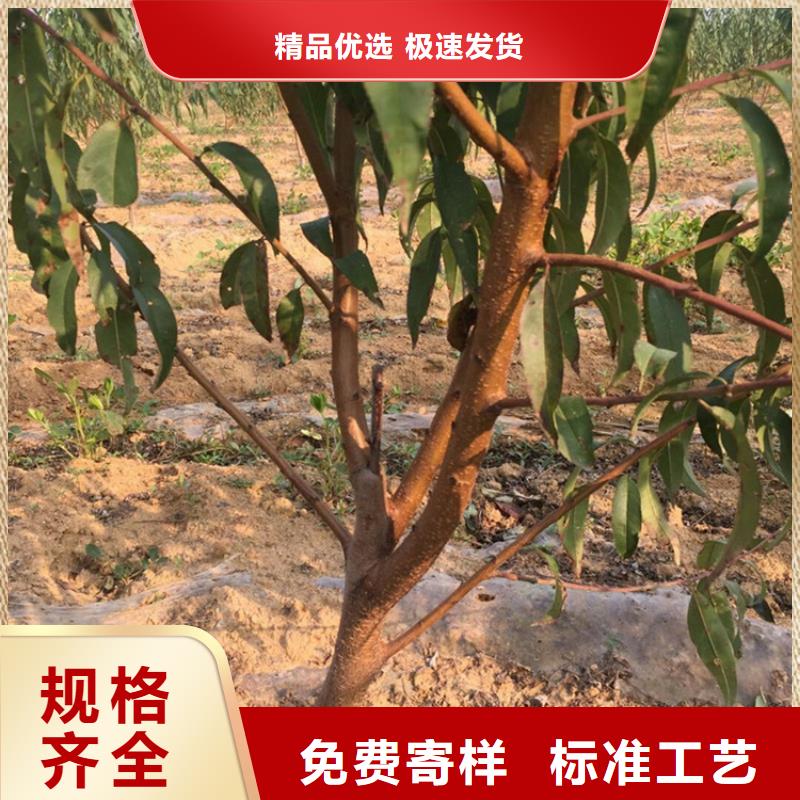 【桃_蓝莓苗快速物流发货】