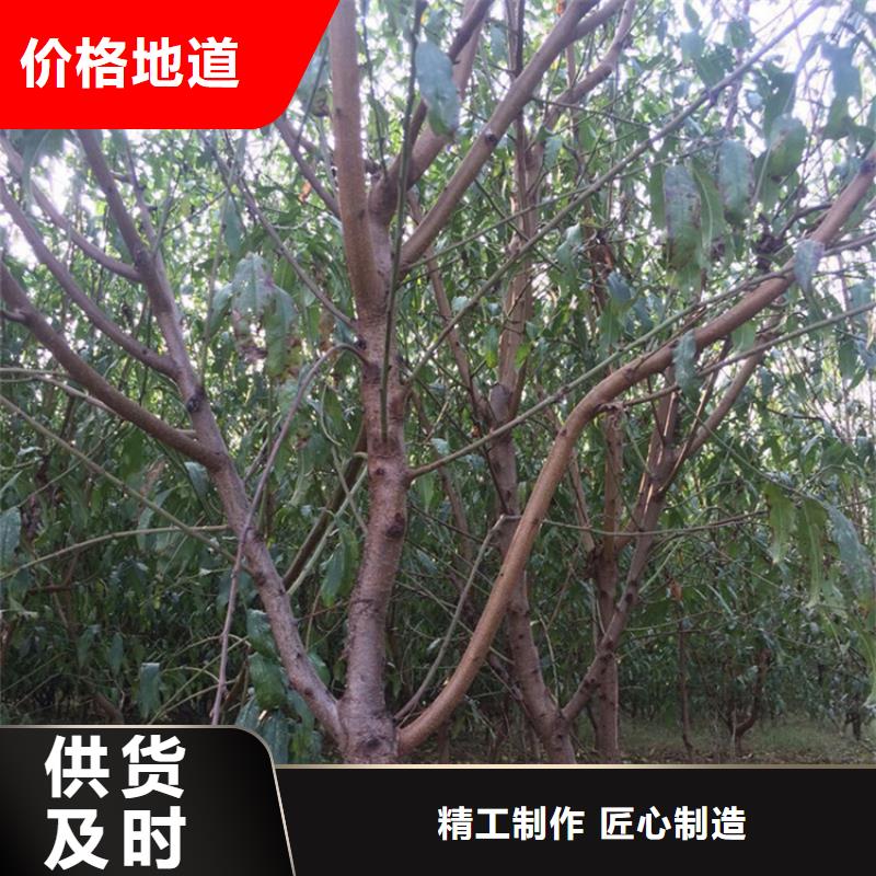 桃蓝莓苗检验发货