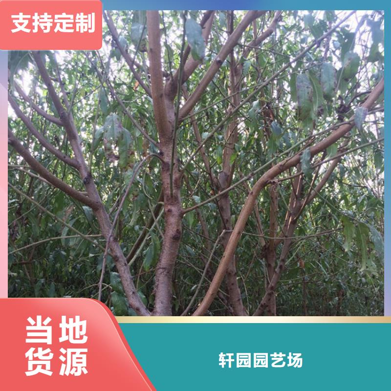 桃,樱桃苗种类齐全