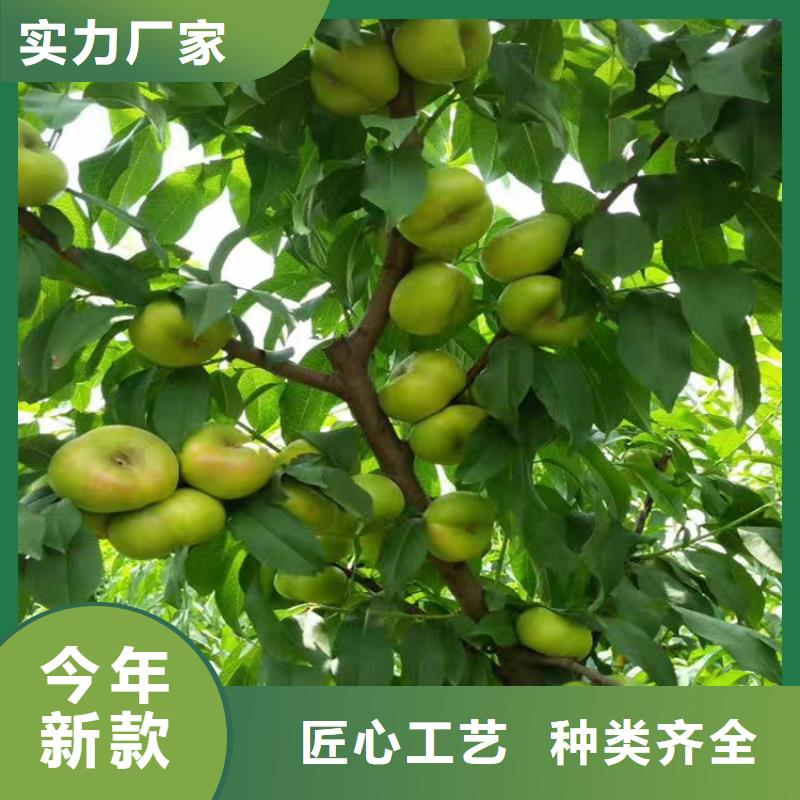【桃_蓝莓苗快速物流发货】