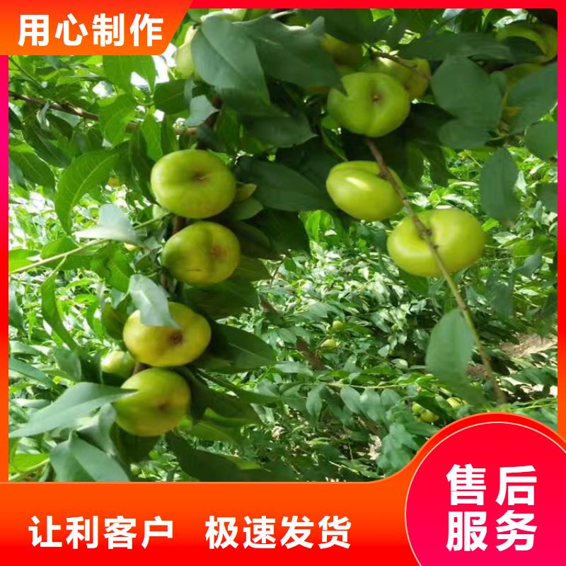 桃,苹果苗真正让利给买家