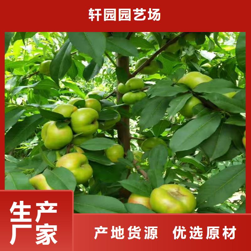 桃,苹果苗真正让利给买家