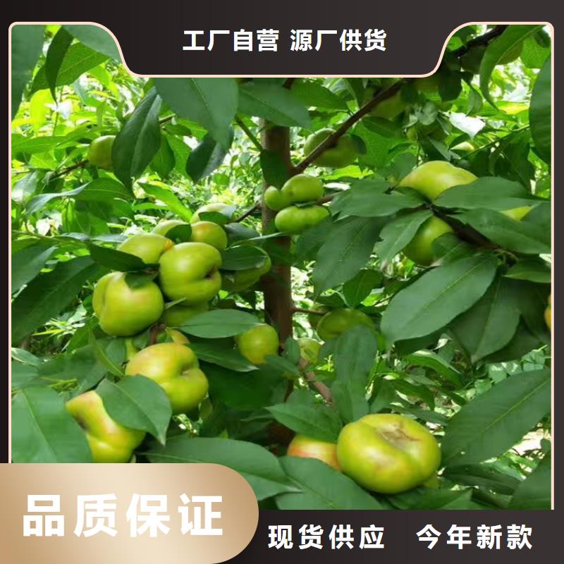 【桃】,桃树苗厂家直销省心省钱