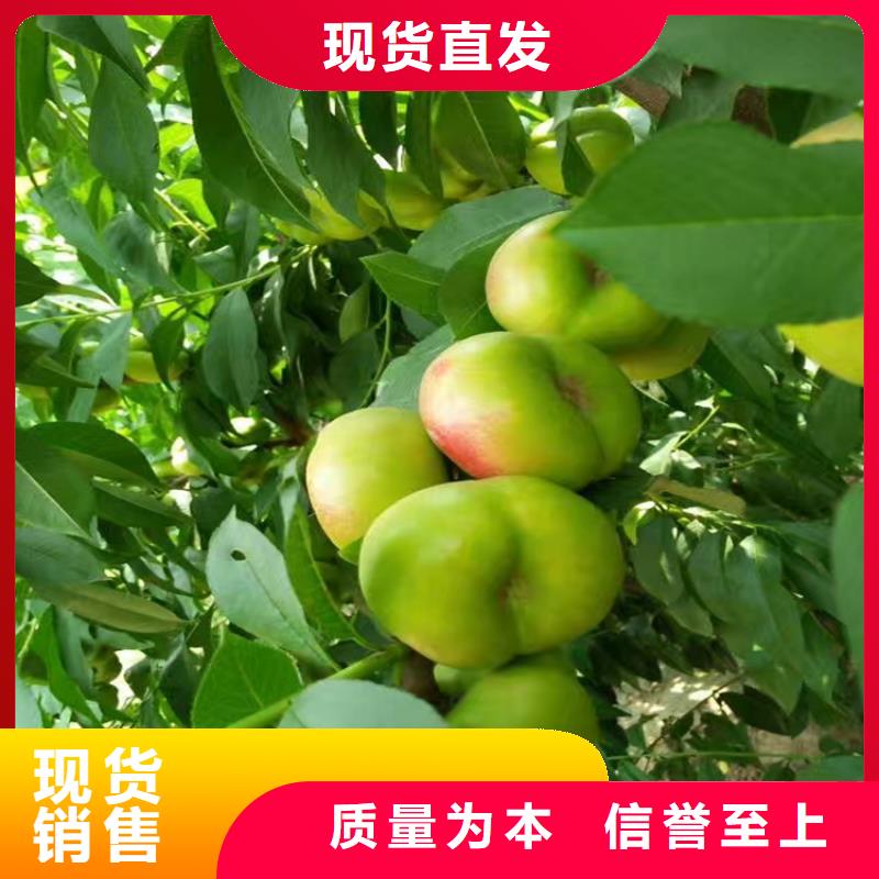 桃樱桃苗一周内发货