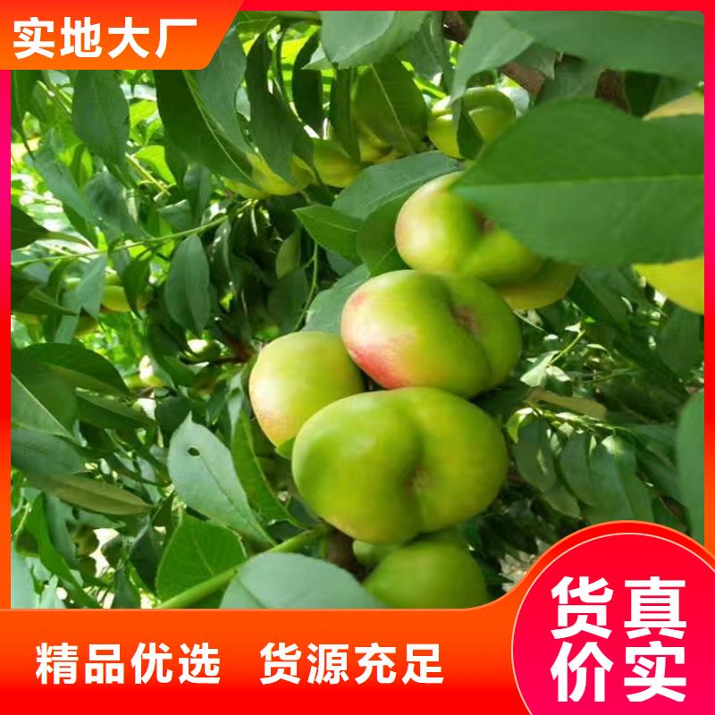 桃苹果苗适用范围广