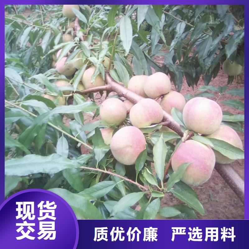 桃【蓝莓苗】厂家质量过硬