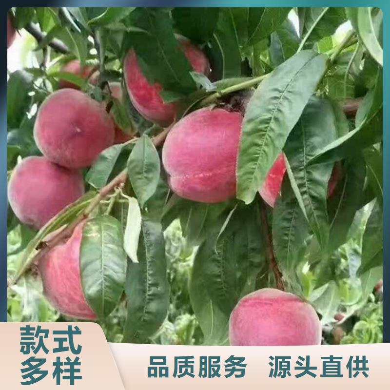 桃【蓝莓苗】厂家质量过硬