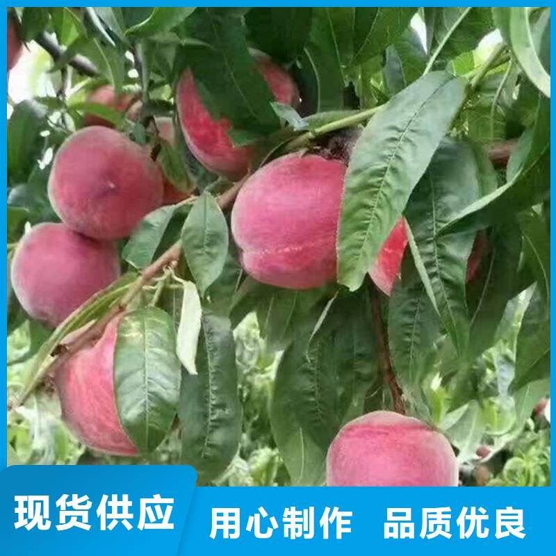 桃-樱桃苗欢迎来厂考察