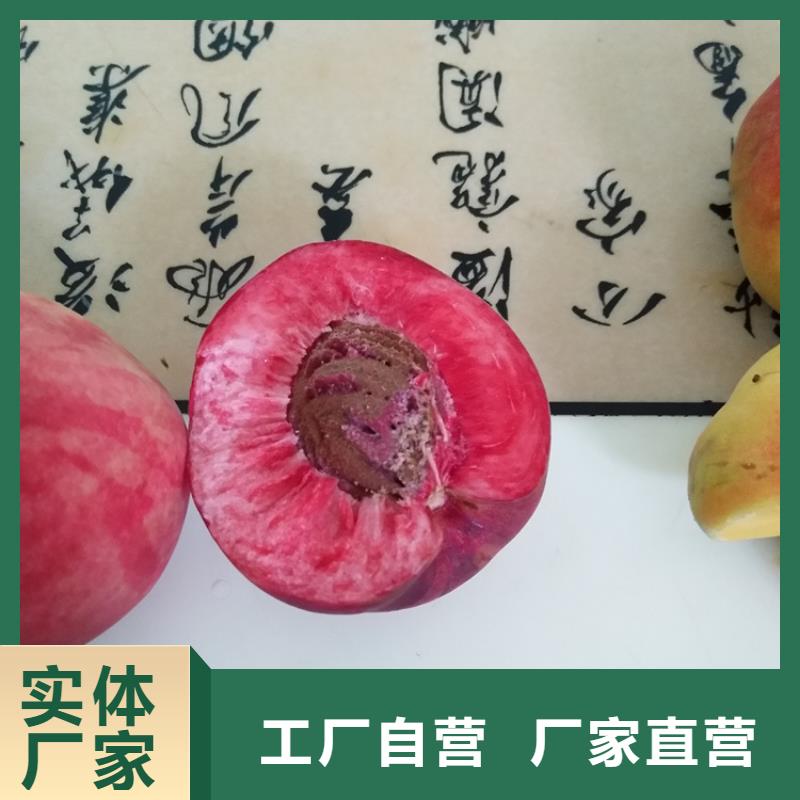 桃樱桃苗一周内发货