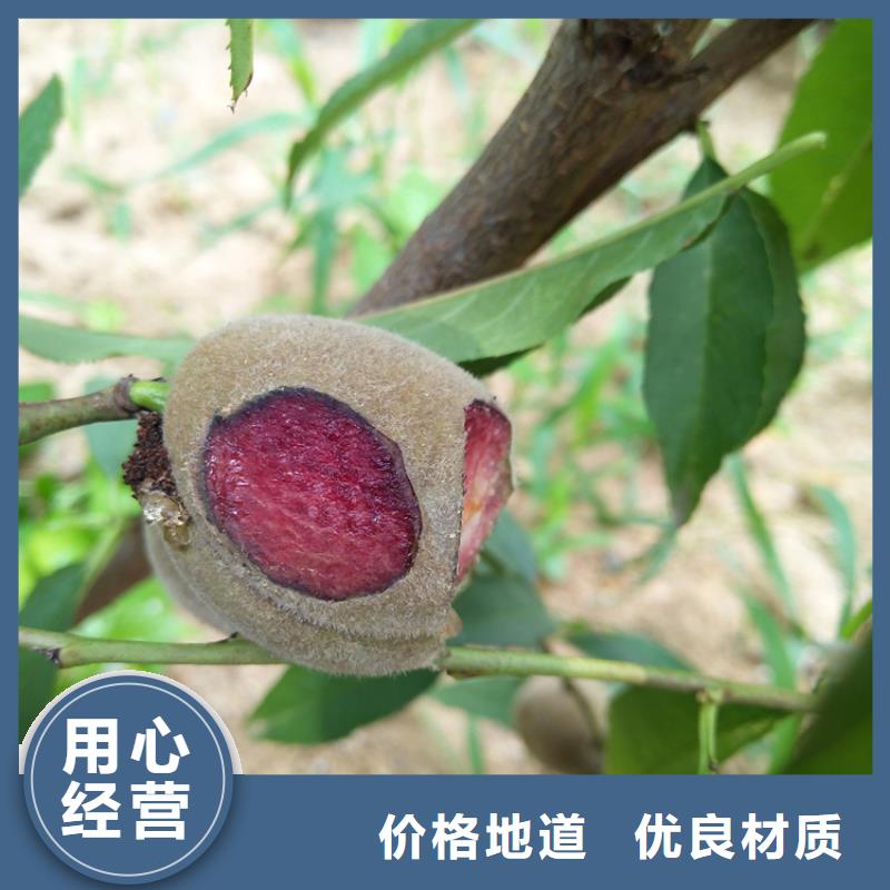 桃苹果苗适用范围广
