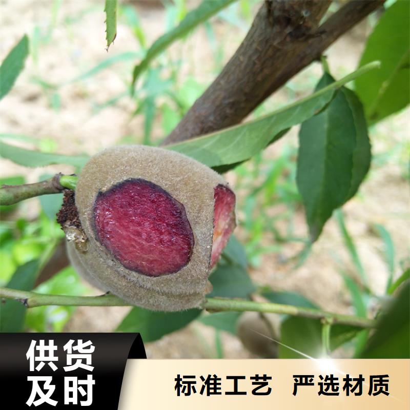 桃-苹果苗品牌专营