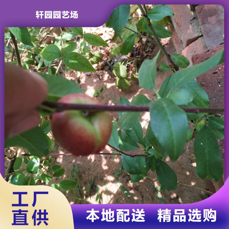 【桃黄瓜苗长期供应】