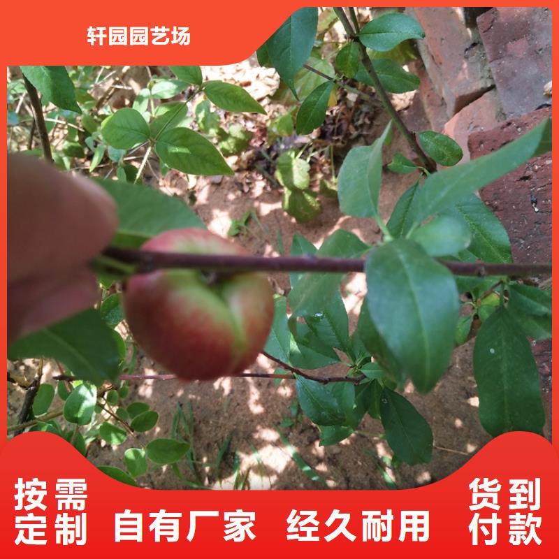 【桃】板栗苗来电咨询