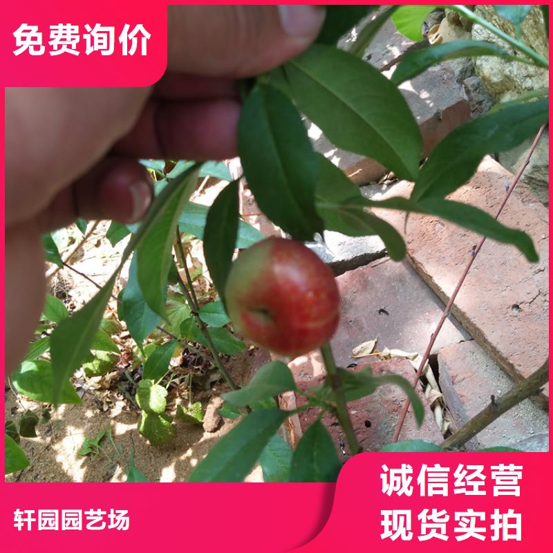 桃【李子苗】品质服务