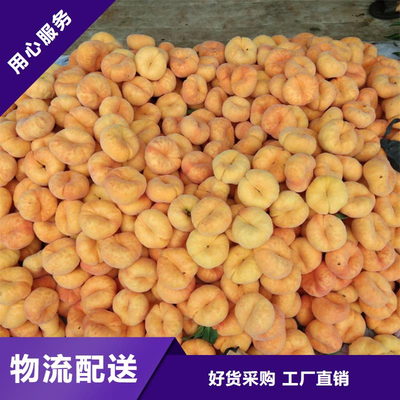 桃,苹果苗真正让利给买家