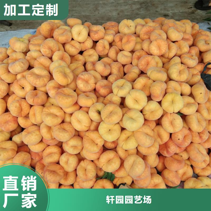 【桃黄瓜苗长期供应】
