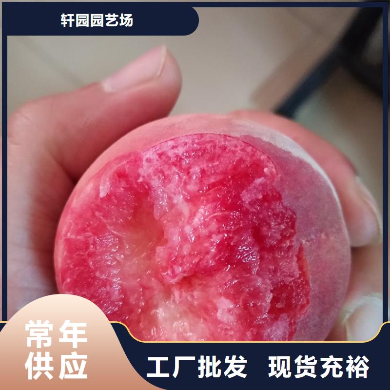 桃,苹果苗真正让利给买家
