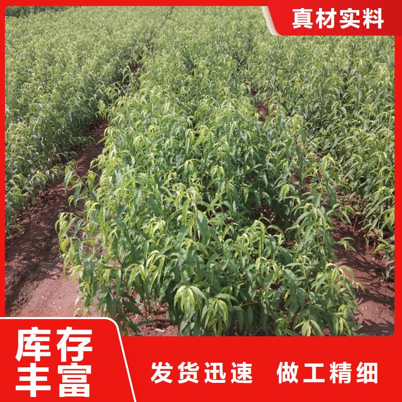 桃红颜草莓自有厂家