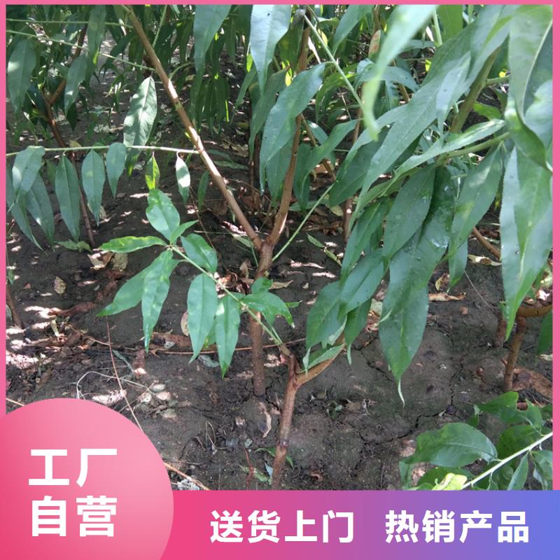 桃蓝莓苗送货上门