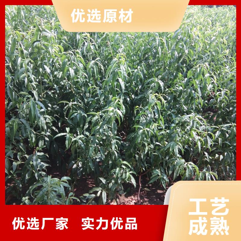桃石榴树苗支持非标定制
