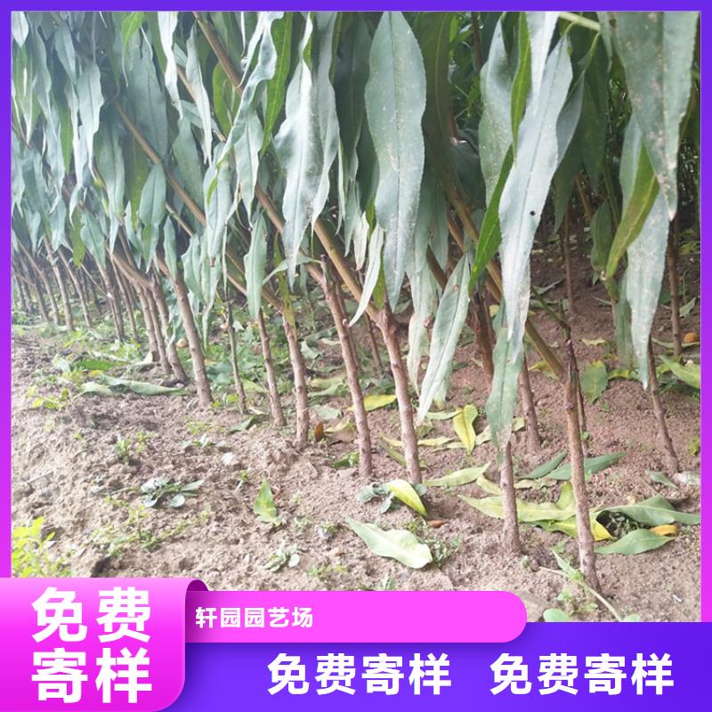 桃樱桃苗价格有优势