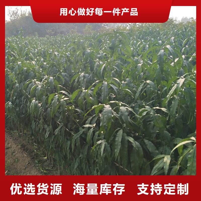 桃,苹果苗真正让利给买家