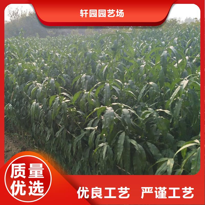 桃-樱桃苗让客户买的放心