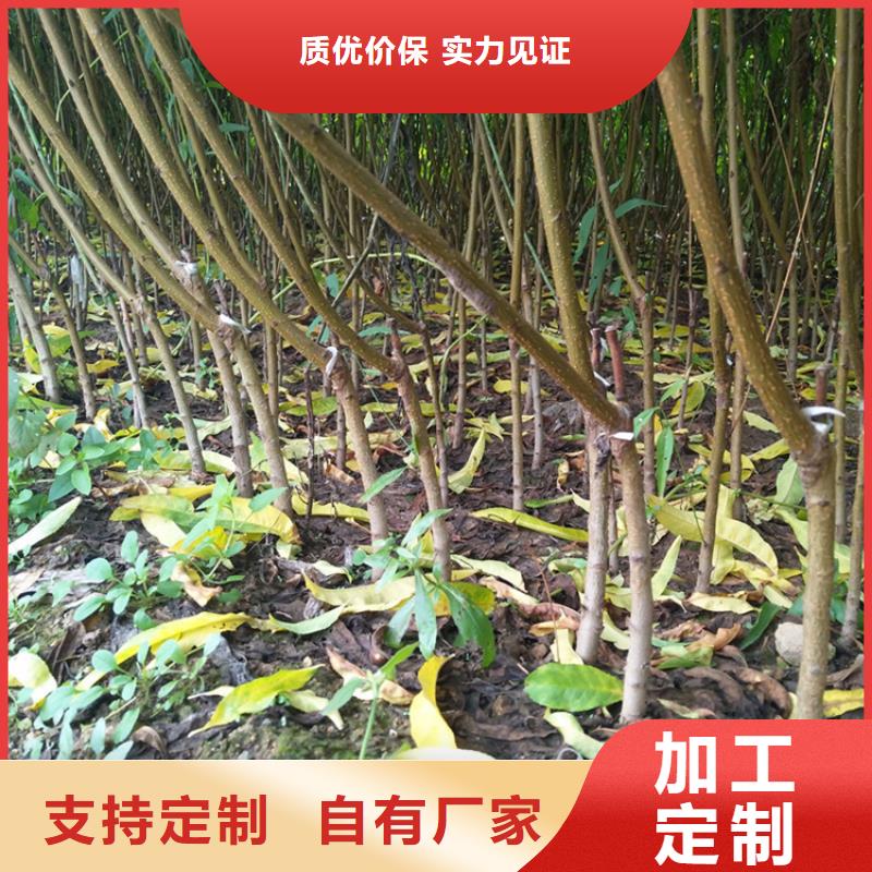 桃-板栗苗质量牢靠