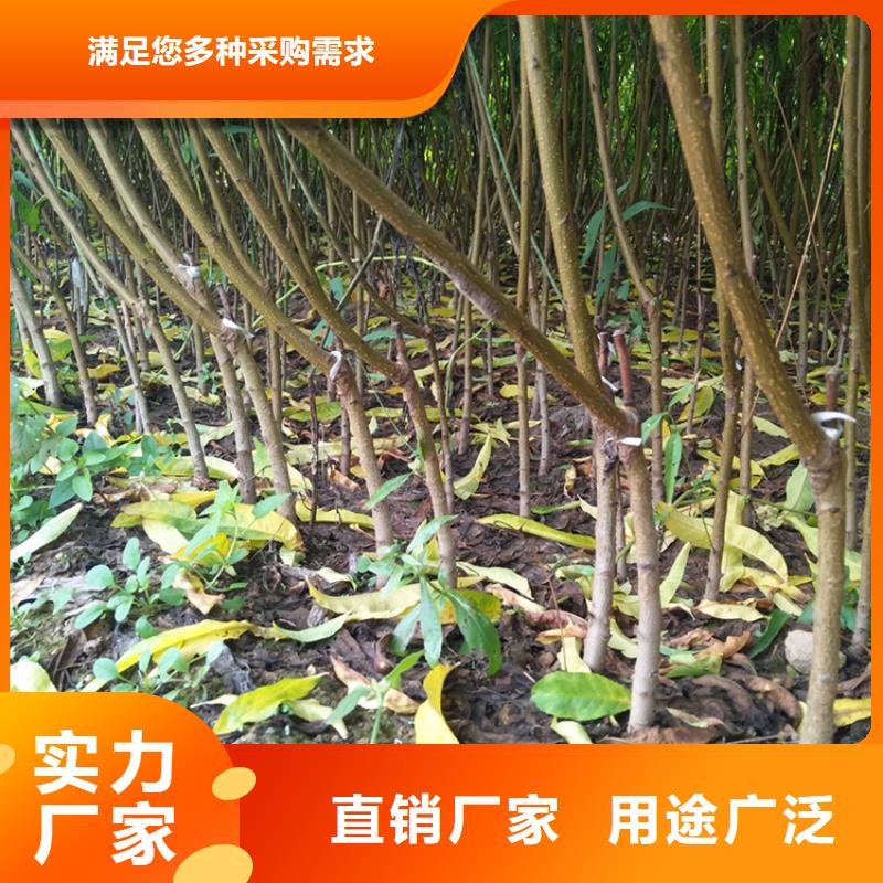 桃北美冬青工艺层层把关