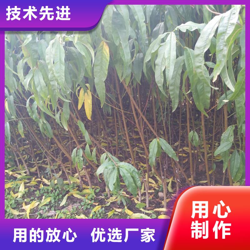 桃樱桃苗一周内发货