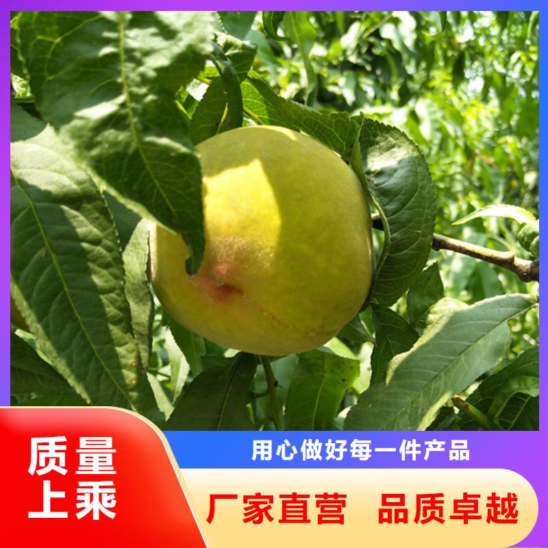 桃【李子苗】品质服务