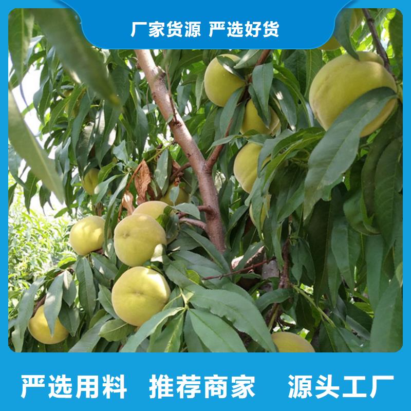 桃,苹果苗真正让利给买家