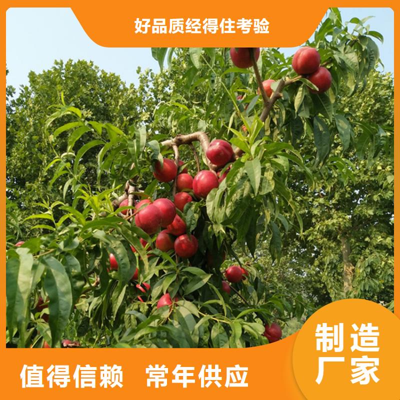 桃-樱桃苗让客户买的放心