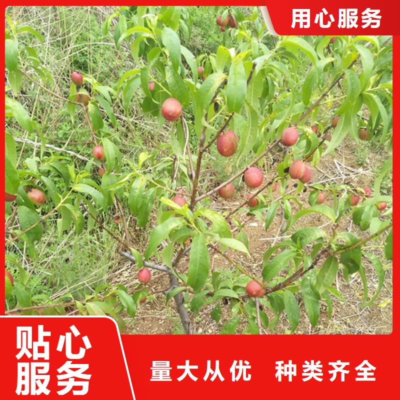 桃石榴树苗支持非标定制